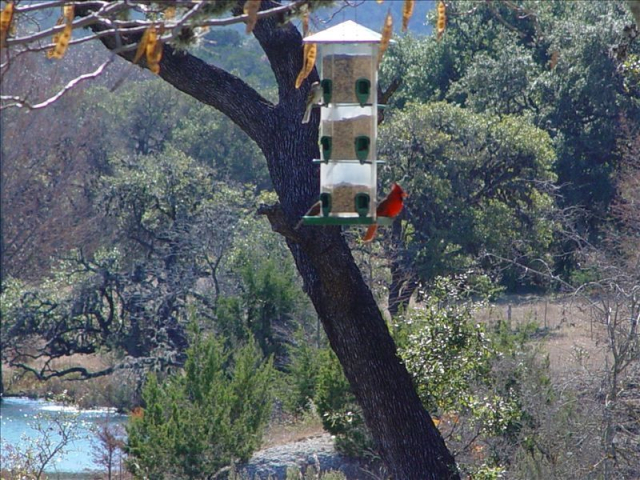 Enjoy Birding at Cool Water Acres