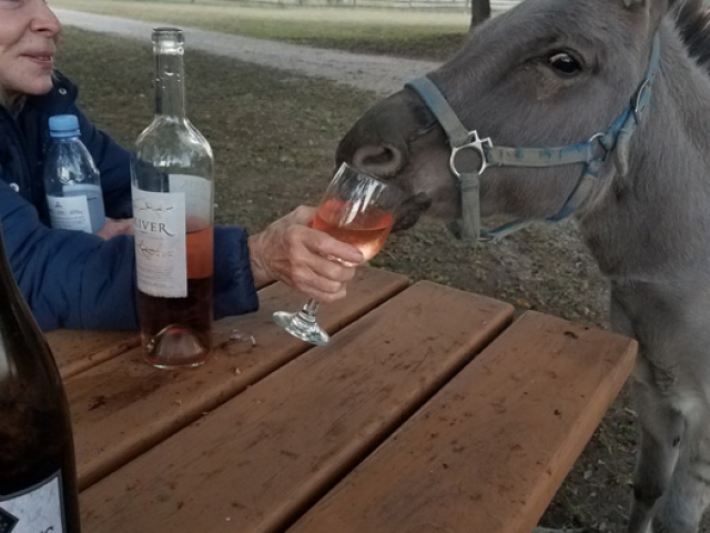 Enjoying Wine in the Texas Hill Country