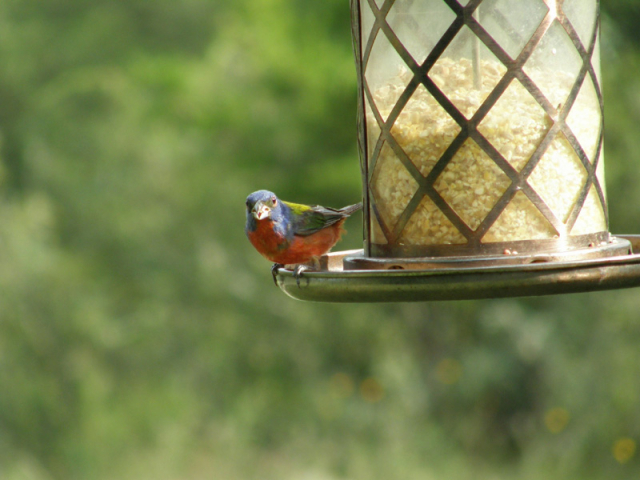 Painted Bunting - Bandera, Texas