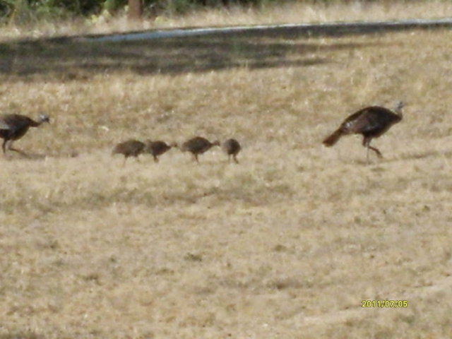 Wild Turkeys are abundant in the Texas Hill Country